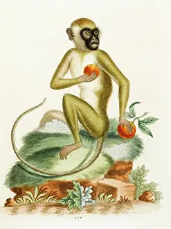 Jago: Jago monkey