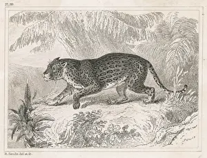 Jaguars: Jaguar