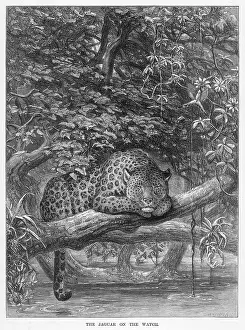 Onca: JAGUAR