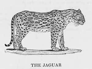 Onca: JAGUAR (BEWICK)