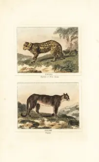 Quadrupeds: Jaguar and cougar