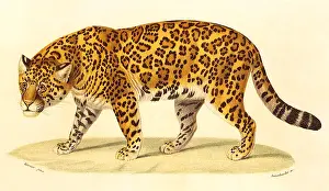 Onca: Jaguar (Felis onca)
