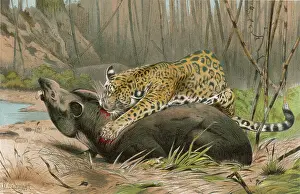 Onyx: JAGUAR KILLS A TAPIR