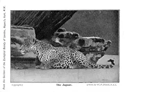Zoos: A Jaguar in London Zoo