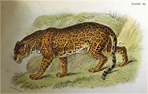 Lydekker: JAGUAR BY LYDEKKER 1860