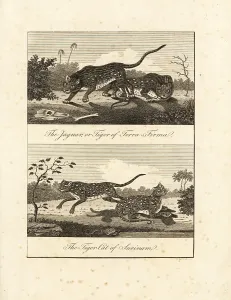 Stedman: Jaguar and ocelot