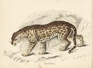 Onca: Jaguar, Panthera onca