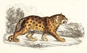 William Rhind: Jaguar, Panthera onca