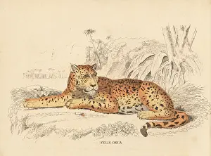 Bildersaal: Jaguar, Panthera onca