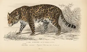 Dorbigny: Jaguar, Panthera onca