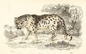 Steel Engraving: Jaguar, Panthera onca
