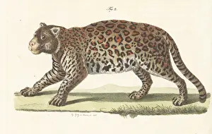 Engraved Plates: Jaguar, Panthera onca, native to the Americas