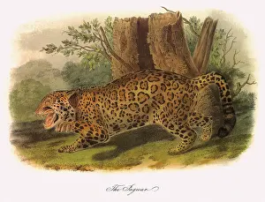Bared: Jaguar Stalking