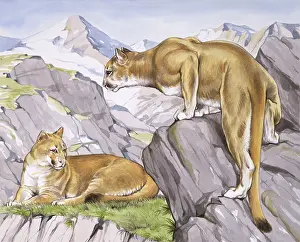 Onca: Two Jaguars - South America