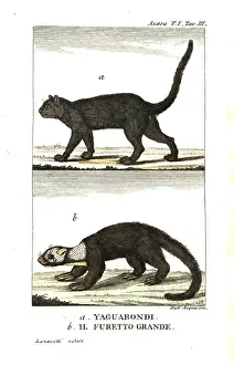Mustela: Jaguarundi and grey-headed tayra