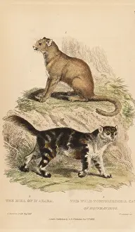 Eira: Jaguarundi and wild tortoiseshell cat