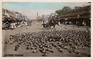 Jaipur: Jaipur, Rajastan, India - Pigeons