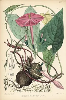 Purga: Jalap, Ipomoea dumosa