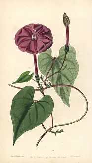 Purga: Jalap, Ipomoea dumosa