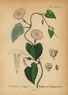 Ipomoea: Jalap, Ipomoea jalapa