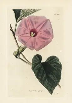 Convolvulus: Jalap, Ipomoea jalapa