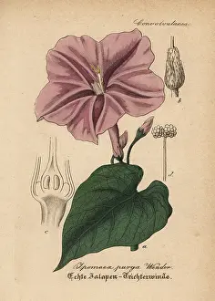 Cathartic: Jalap, Ipomoea purga