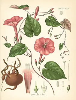 Purga: Jalap, Ipomoea purga