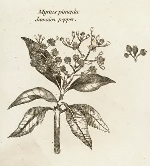Pepper: JAMAICA PEPPER
