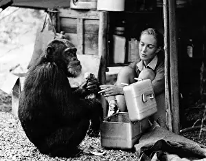 Jane Goodall, ca 1965. ?