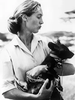 Jane Goodall. ca 1970s. ?