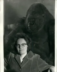 Mauled: Jane Whitewood, assistant keeper, with gorilla Bukhama