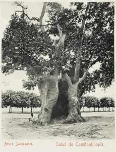 Sultans: The Janisary Tree - Constantinople, Turkey