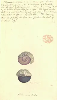 Violacea: Janthina violacea, violet snail