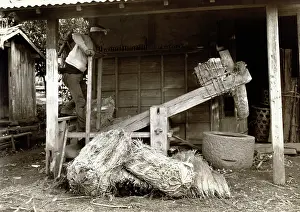 Holz: Japan in the 1920th - Rice
