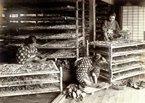Raupen: Japan in the 1920th - Silk