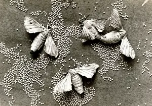 1920er: Japan in the 1920th - Silkmoth