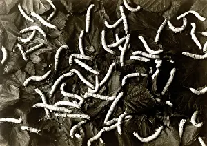 Raupen: Japan in the 1920th - Silkmoth
