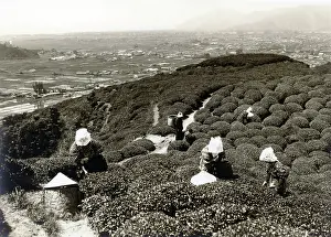 20er: Japan in the 1920th - Tea
