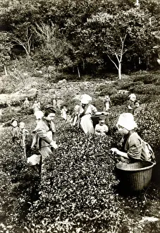 20er: Japan in the 1920th - Tea