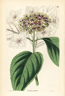 Hydrangea: Japan hydrangea, Hydrangea japonica