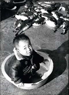 Harm: Japan - Korea - North Korea
