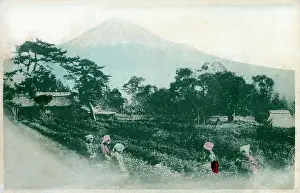 Cultivating: Japan - Rice Field with Mount Fuji