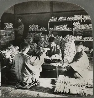 Silkworms: Japan - silk - industry - men - occupations