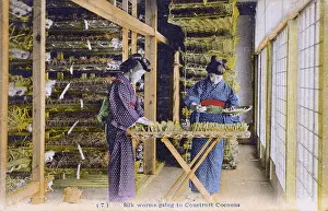 Racks: Japan - Silk Industry - Silkworms begin to construct cocoons