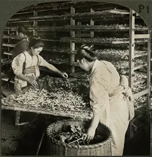 Silkworms: Japan - women - occupations - silkworms