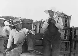 Guadalupe: Japanese-Americans agricultural workers ?