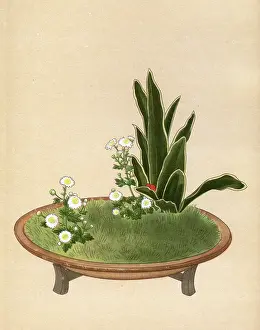 Chrysanthemum: JAPANESE ARRANGEMENT -13