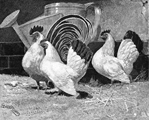 Bantam: Japanese bantam hens, 1890