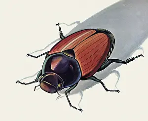 Arthropods: Japanese Beetle