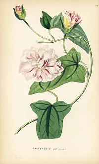 Downy: Japanese bindweed, Calystegia pubescens
